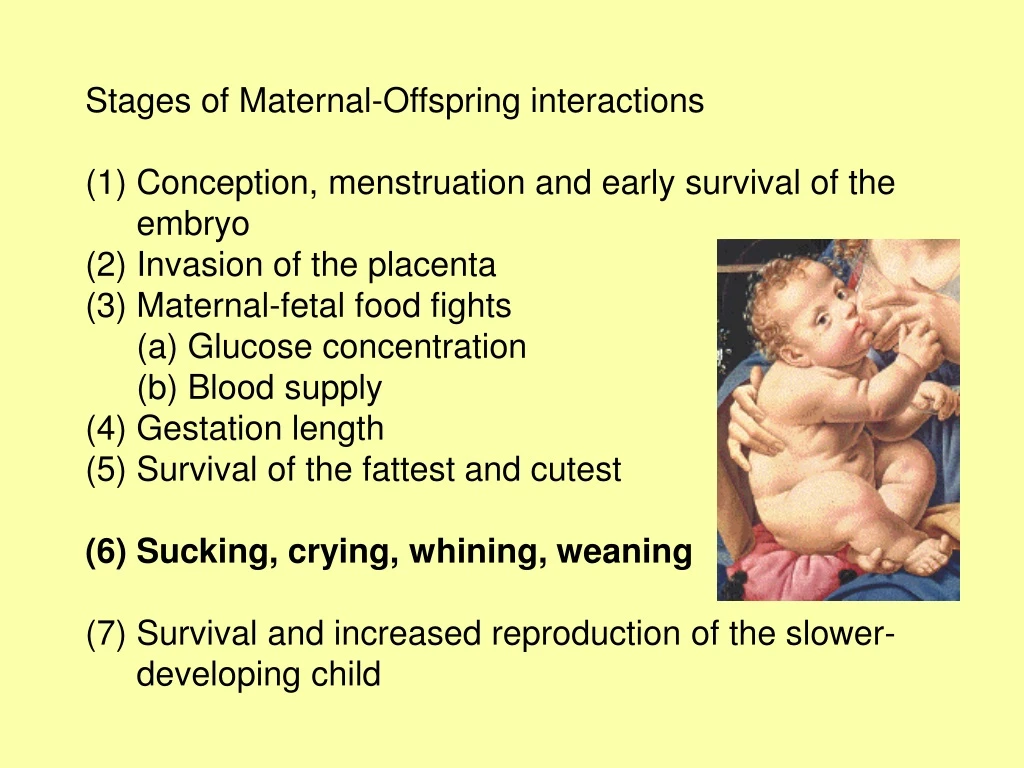 stages of maternal offspring interactions
