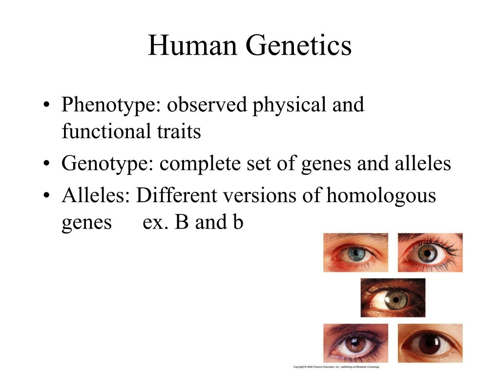 human genetics