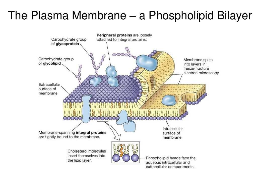 the plasma membrane a phospholipid bilayer