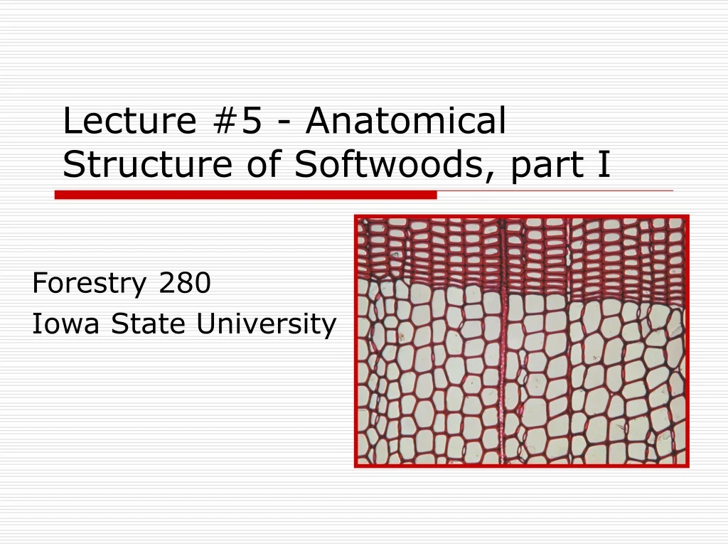 lecture 5 anatomical structure of softwoods part i