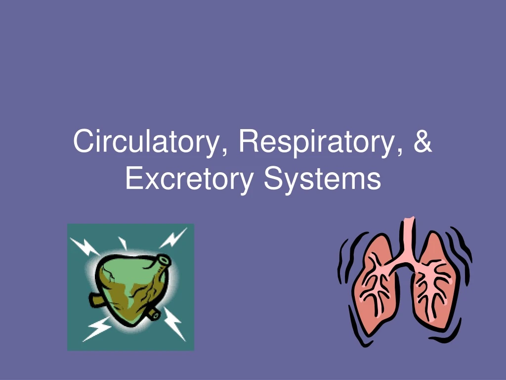 circulatory respiratory excretory systems