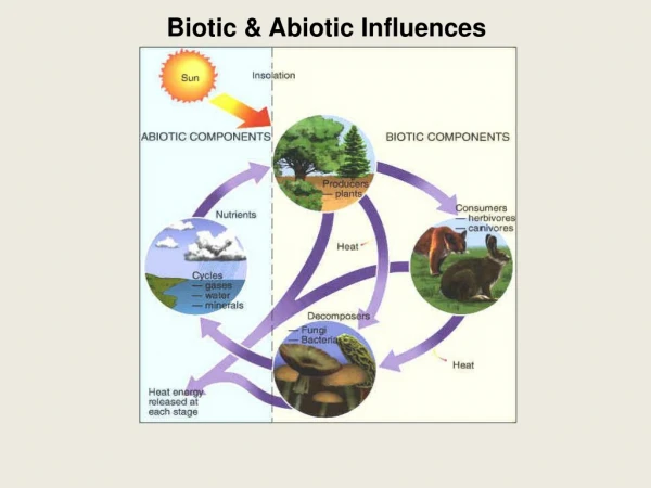 Biotic &amp; Abiotic Influences