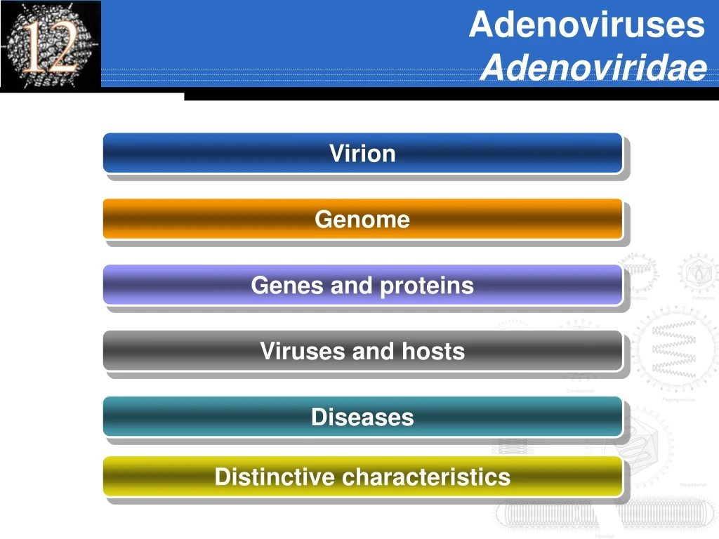 adenoviruses adenoviridae