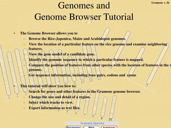 Genomes and  Genome Browser Tutorial