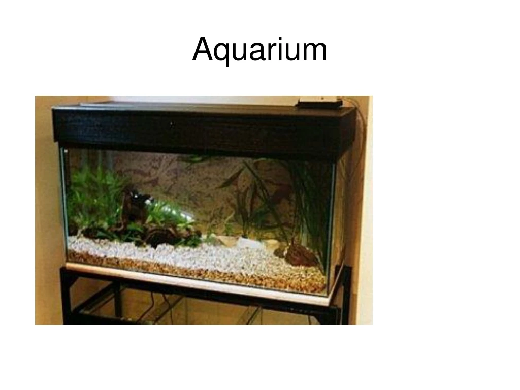 aquarium