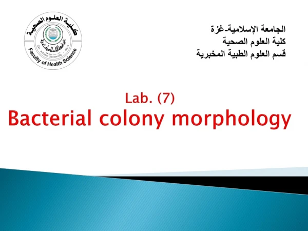 Lab. (7) Bacterial colony morphology