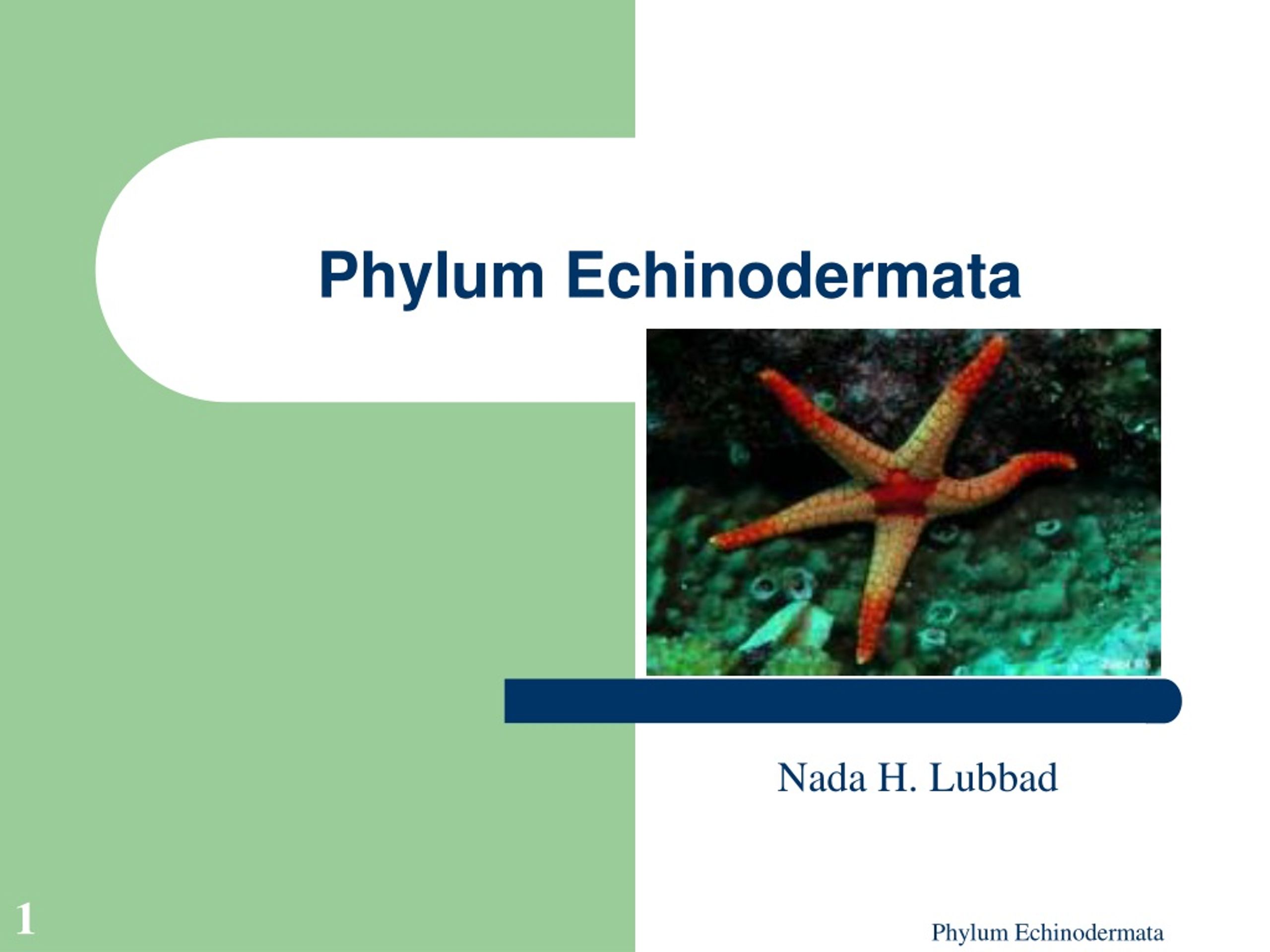PPT - Phylum Echinodermata PowerPoint Presentation, free download - ID ...