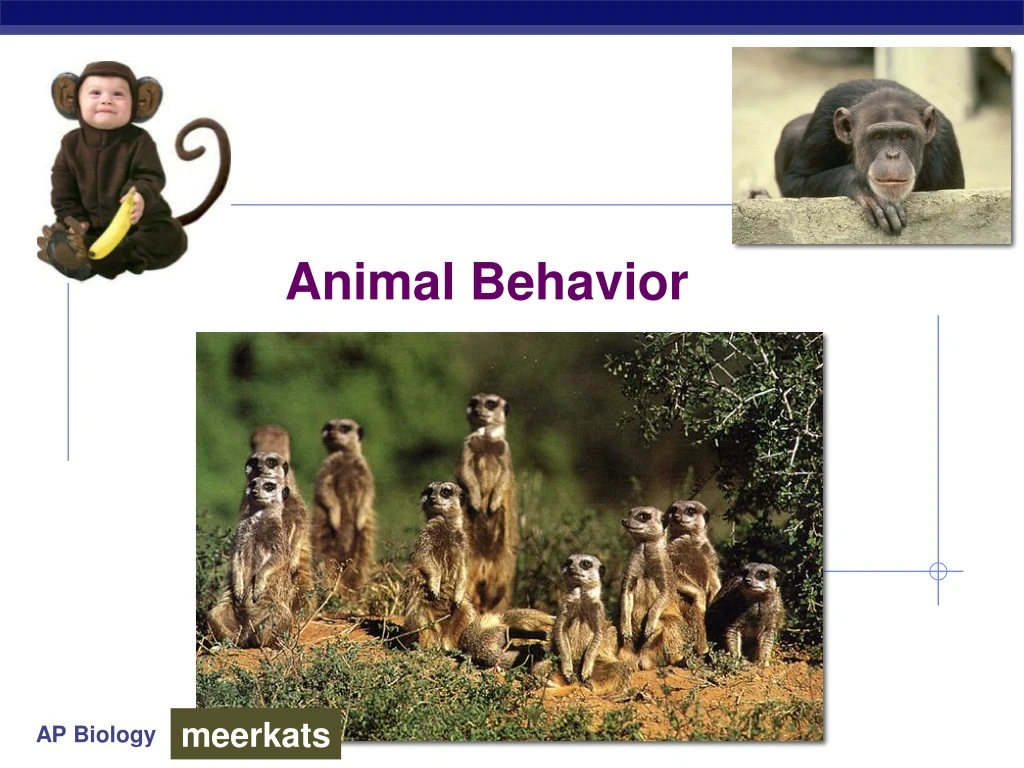 animal behavior