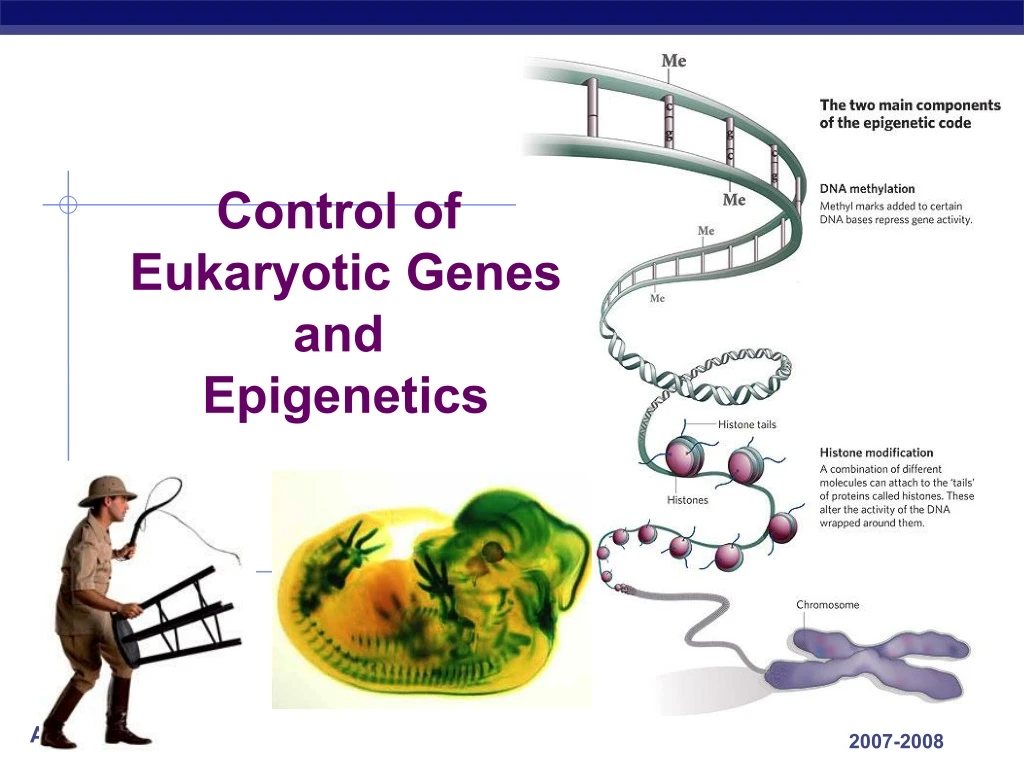 control of eukaryotic genes and epigenetics