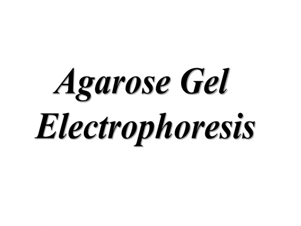 Agarose Gel  Electrophoresis