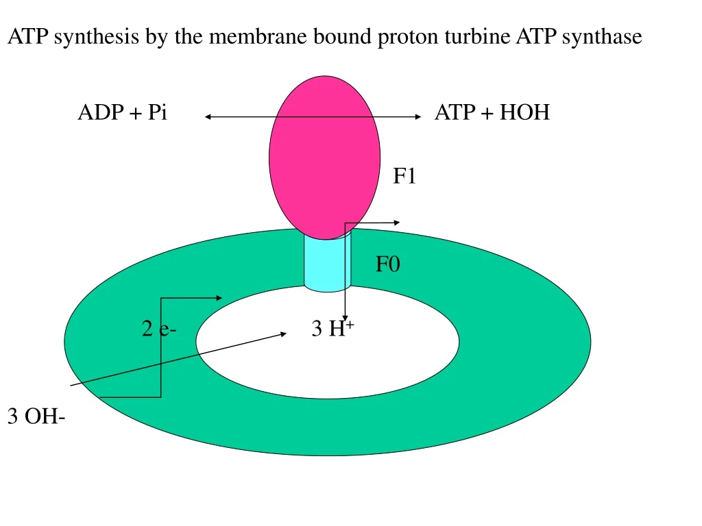 atp synthesis by the membrane bound proton