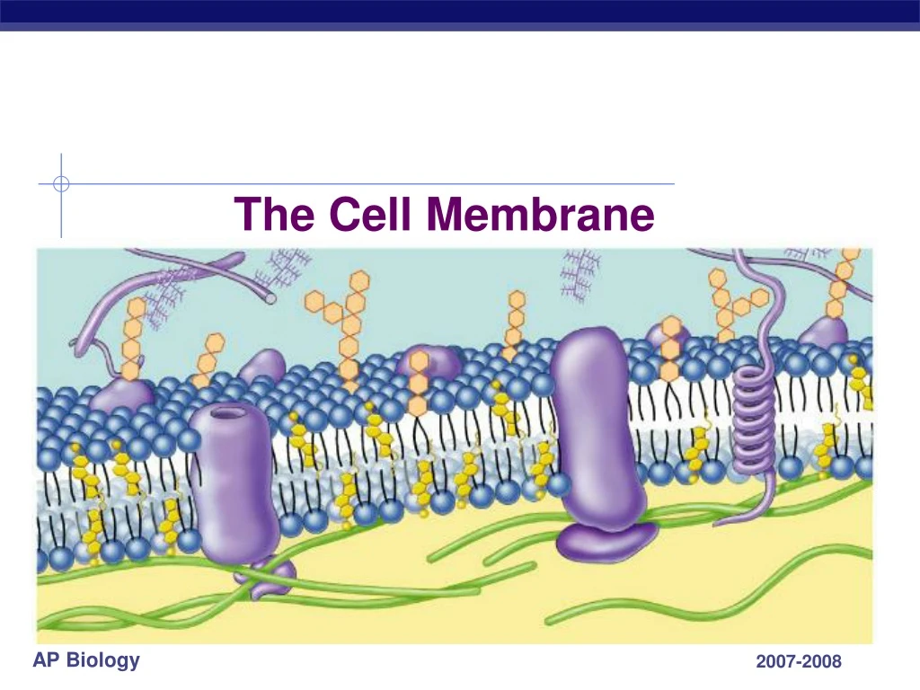 the cell membrane