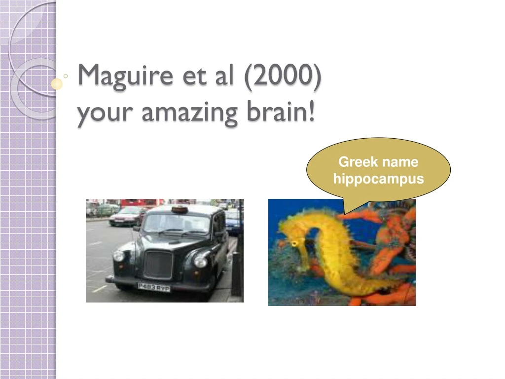 maguire et al 2000 your amazing brain