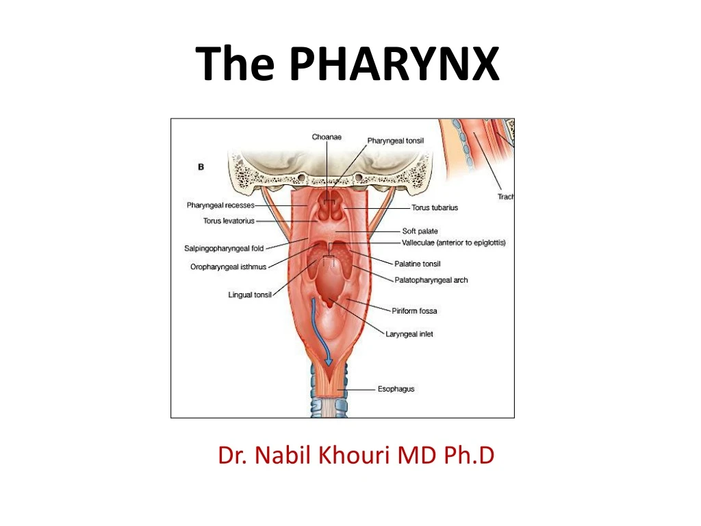 the pharynx