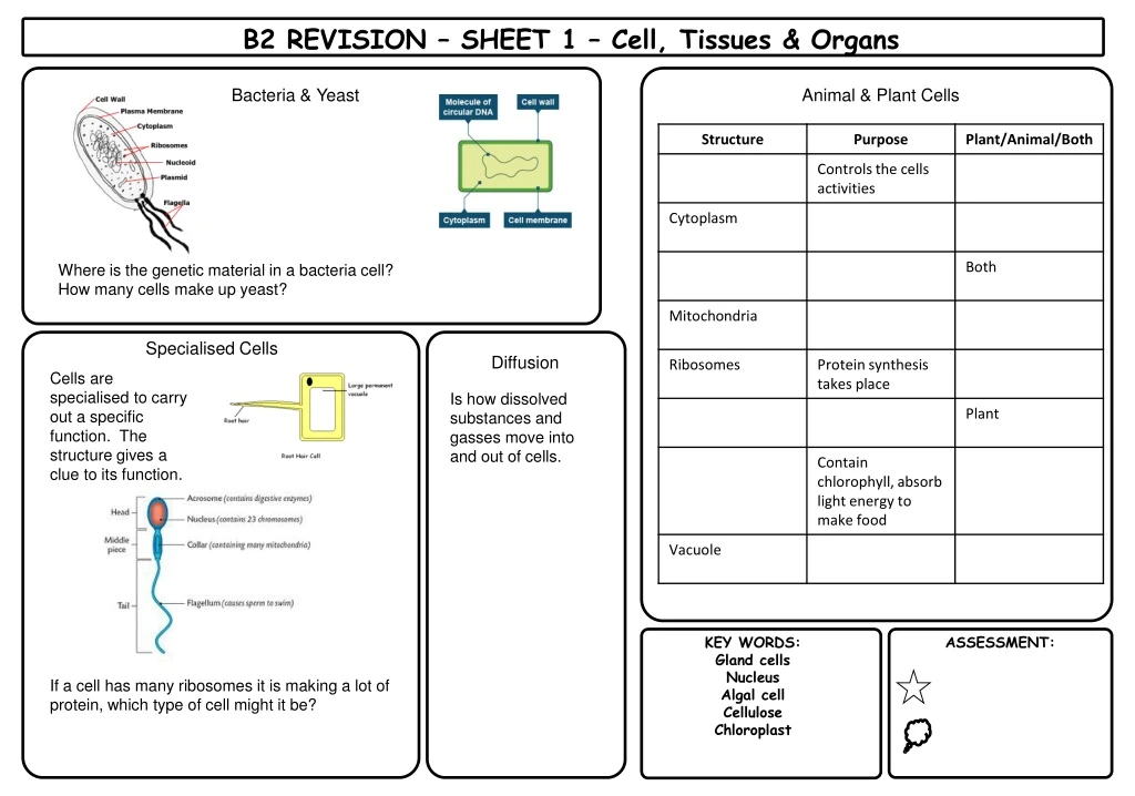 b2 revision sheet 1 cell tissues organs