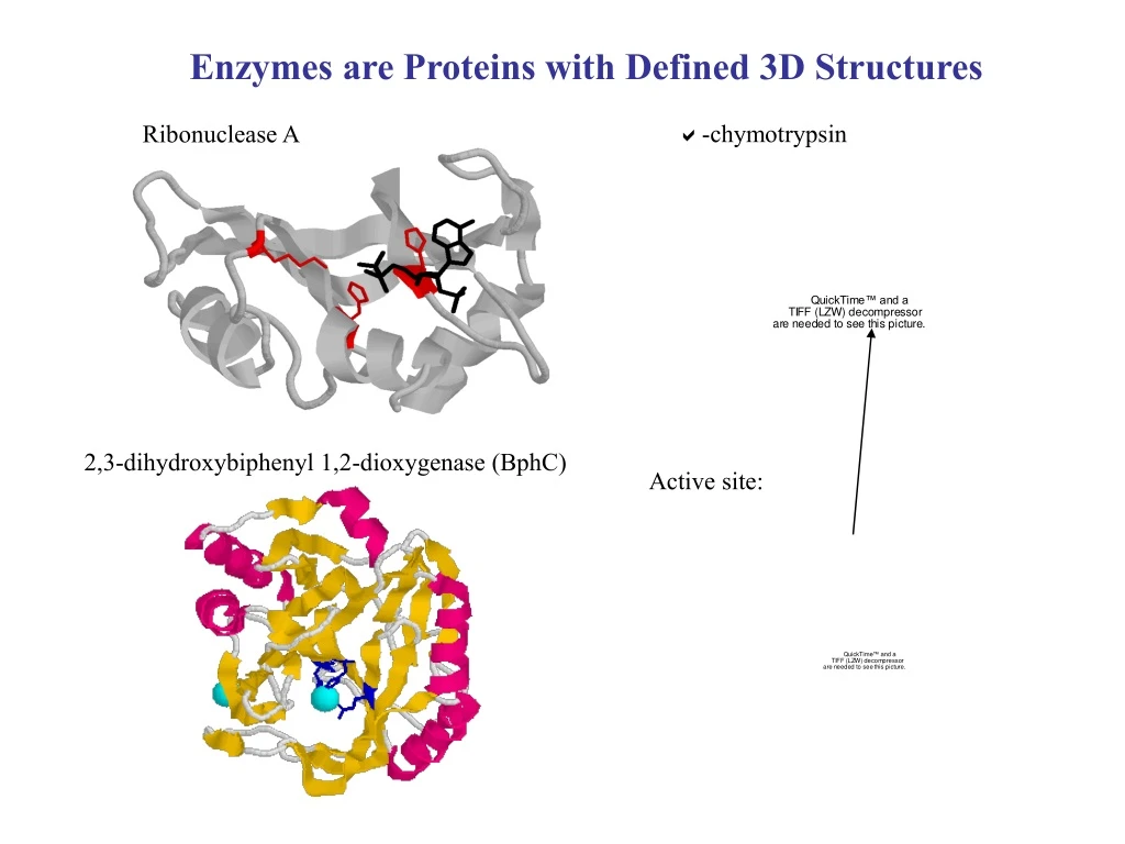 enzymes are proteins with defined 3d structures