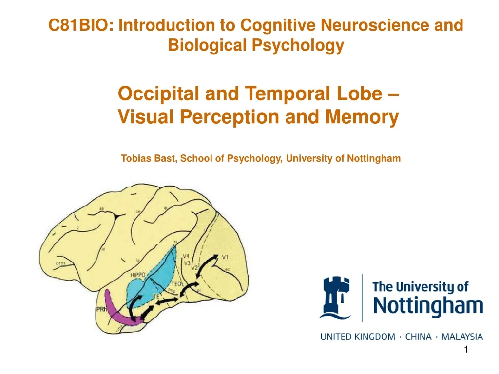 c81bio introduction to cognitive neuroscience