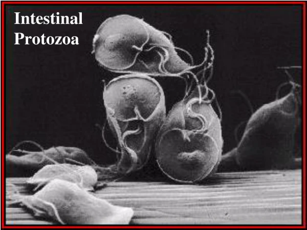Intestinal  Protozoa