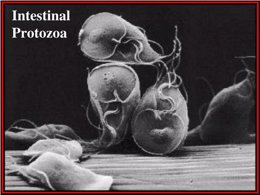 intestinal protozoa