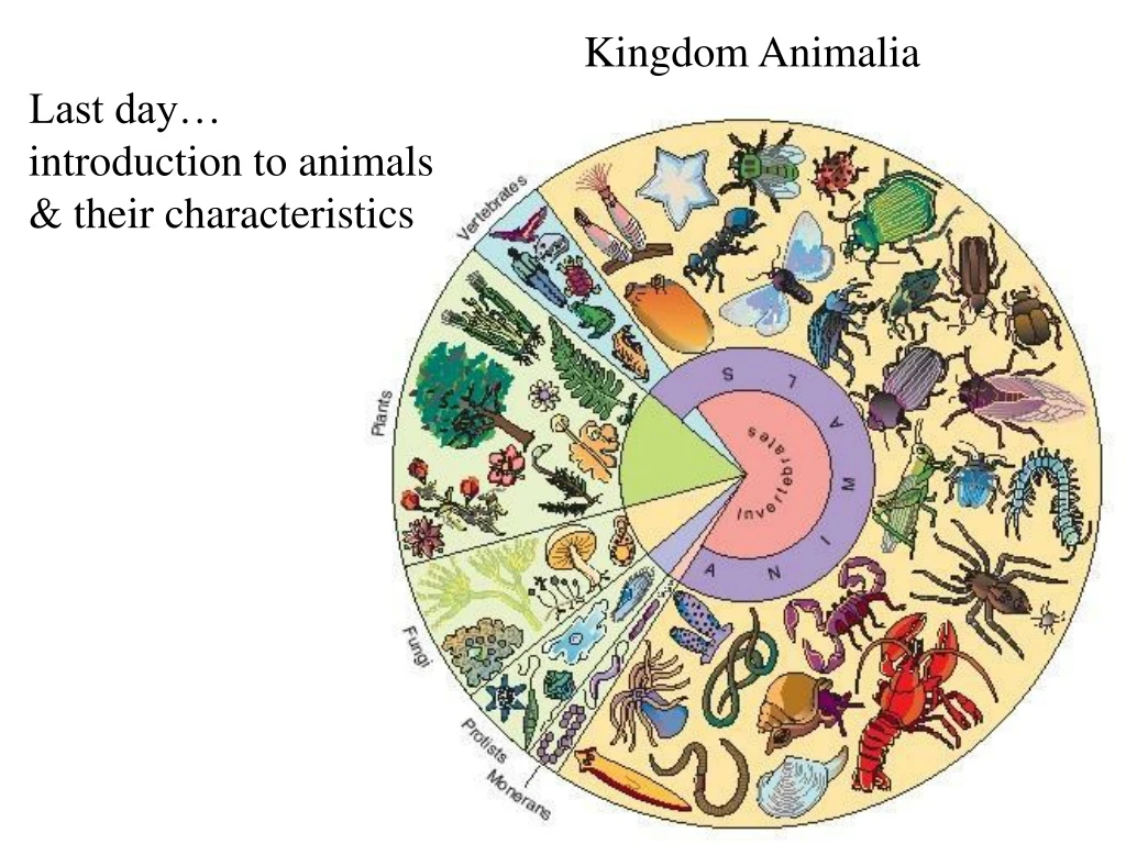 kingdom animalia