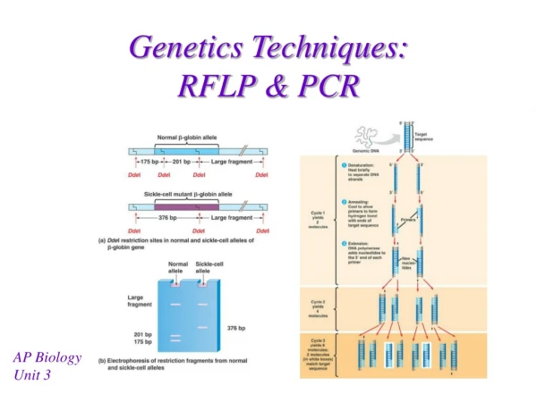 Genetics Techniques:  RFLP &amp; PCR