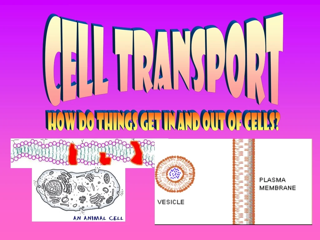 cell transport