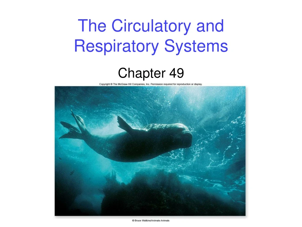 the circulatory and respiratory systems