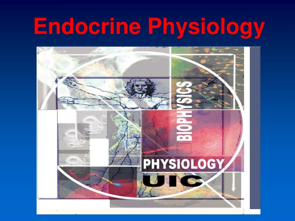 endocrine physiology