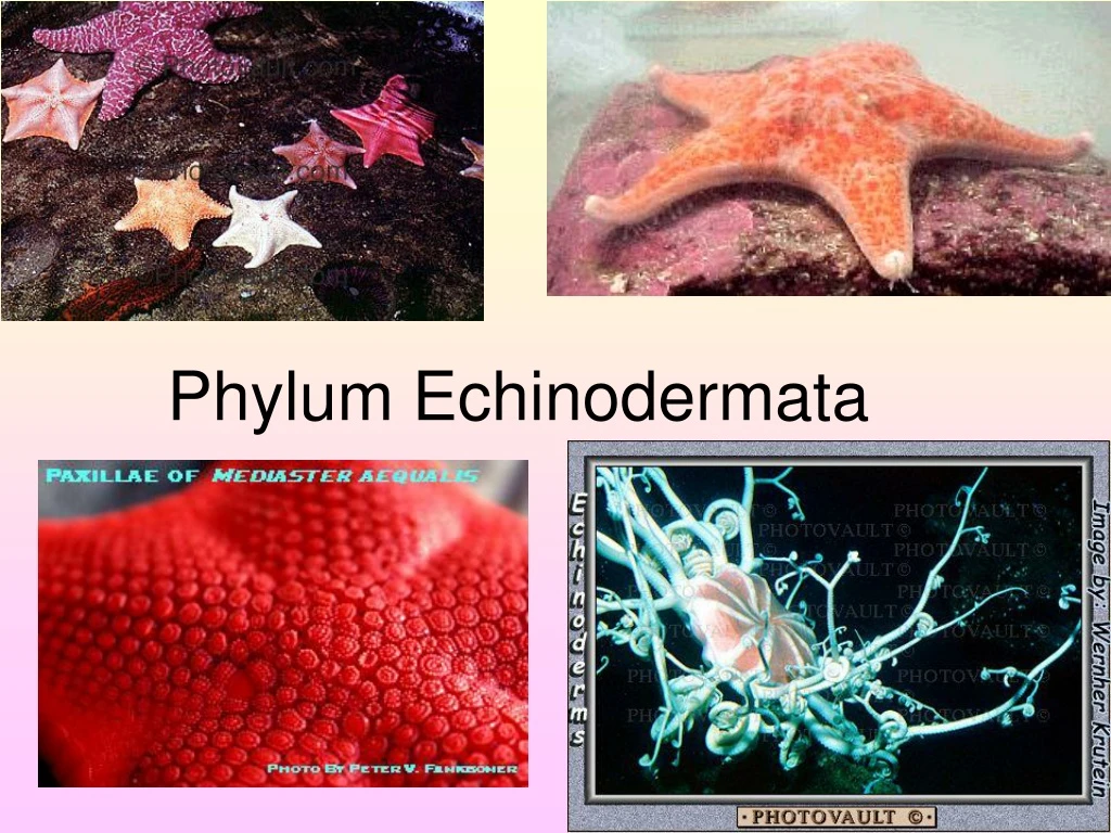 phylum echinodermata