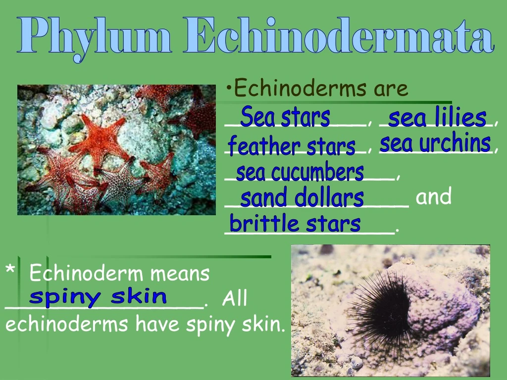 phylum echinodermata