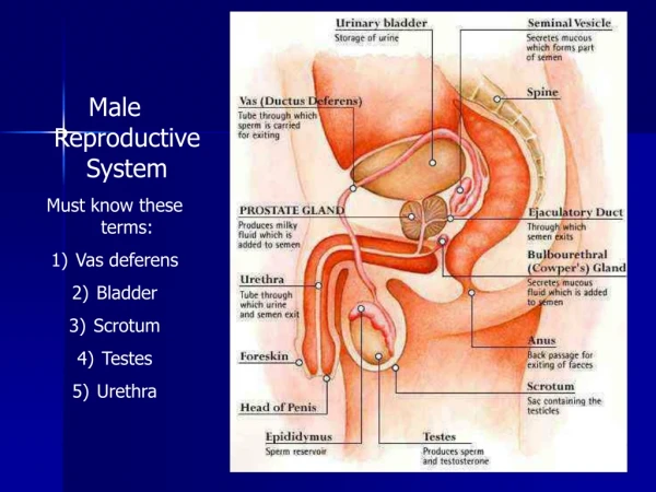 Male Reproductive System Must know these terms: Vas deferens Bladder Scrotum Testes Urethra