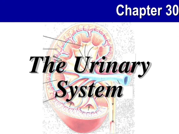 The Urinary System