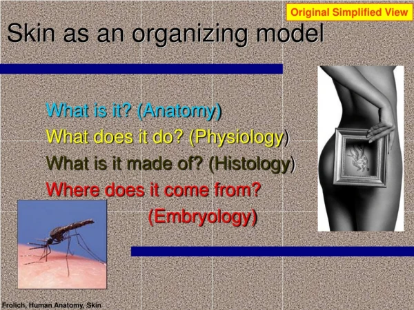 Skin as an organizing model