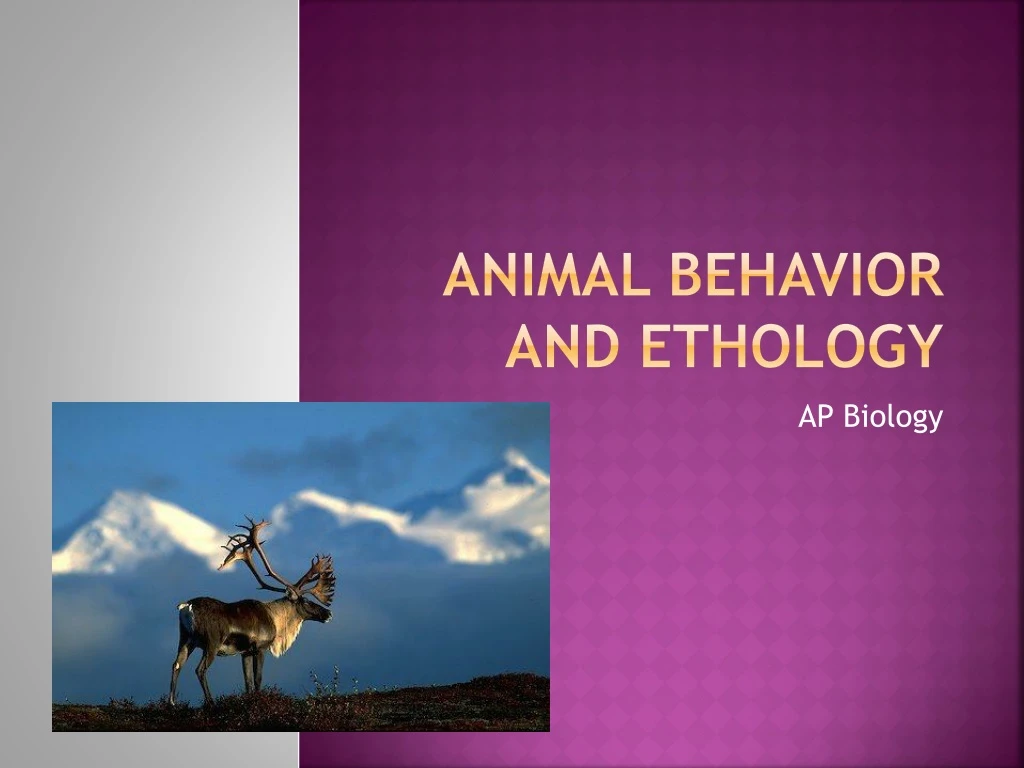 animal behavior and ethology