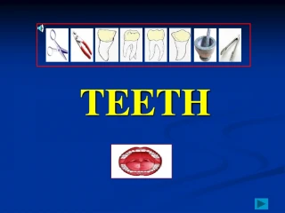 Teeth: Milk Set and Permanent Set | Learn About Tooth Types and Functions - slide 1