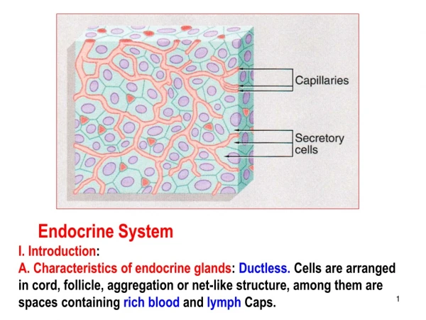 Endocrine System I. Introduction :