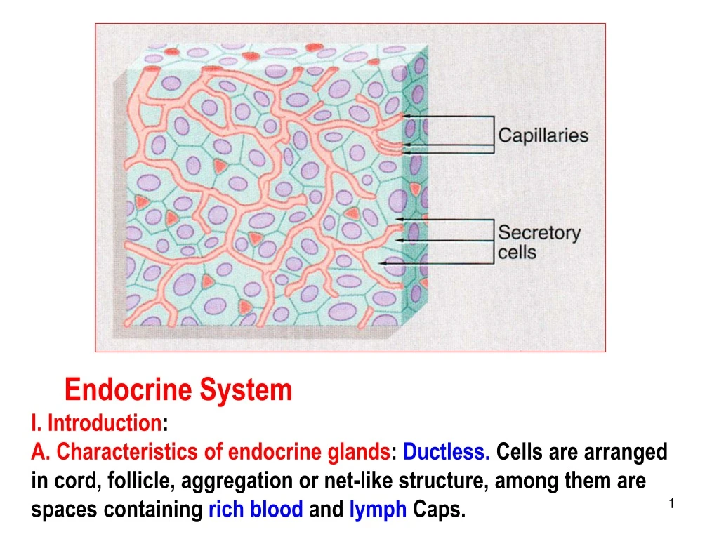 endocrine system i introduction a characteristics