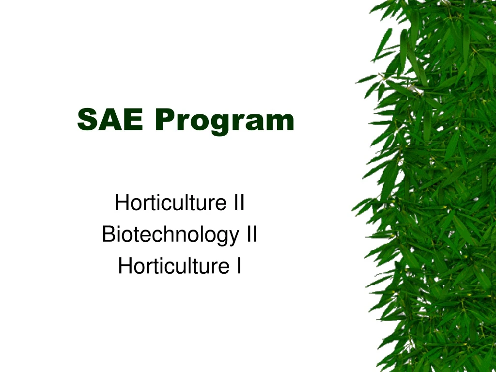 sae program