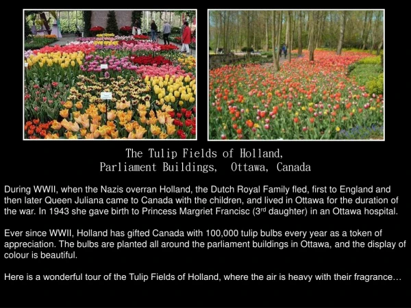 The Tulip Fields of Holland, Parliament Buildings,  Ottawa, Canada