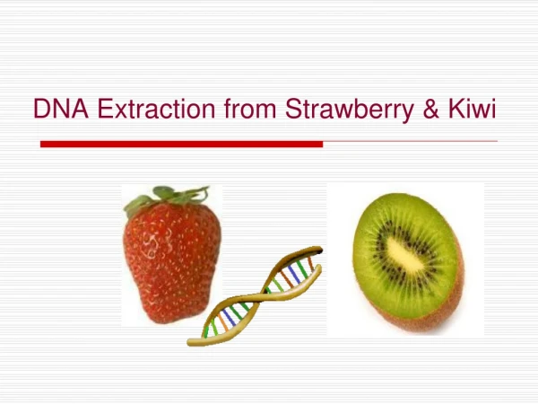 DNA Extraction from Strawberry &amp; Kiwi