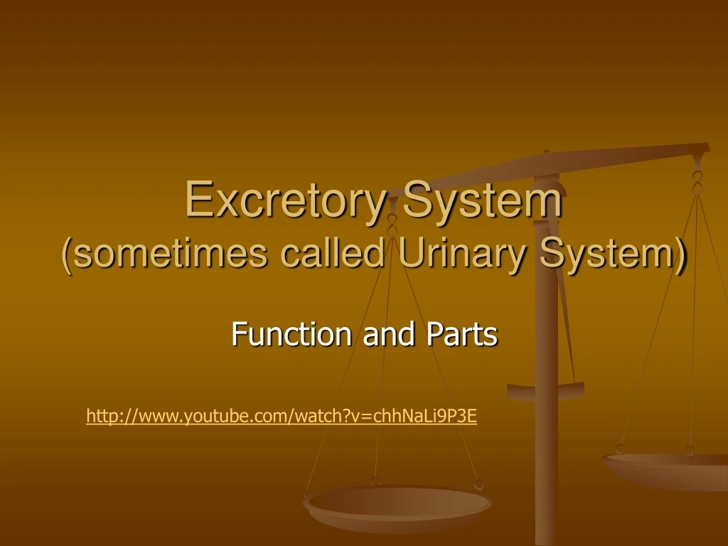 excretory system sometimes called urinary system