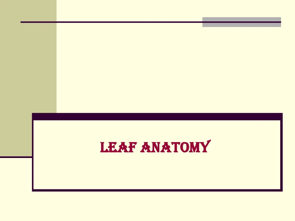 leaf anatomy