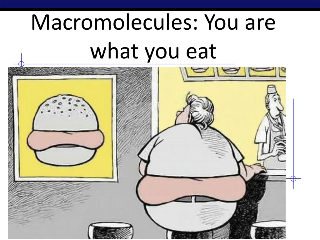 macromolecules you are what you eat