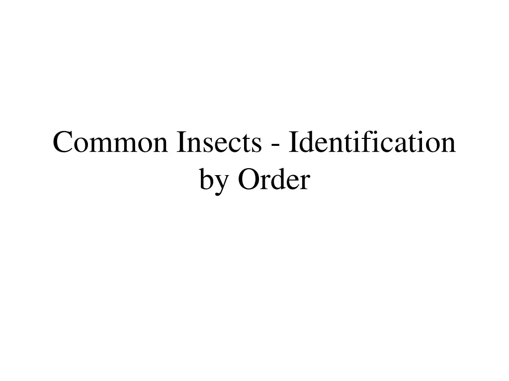 common insects identification by order