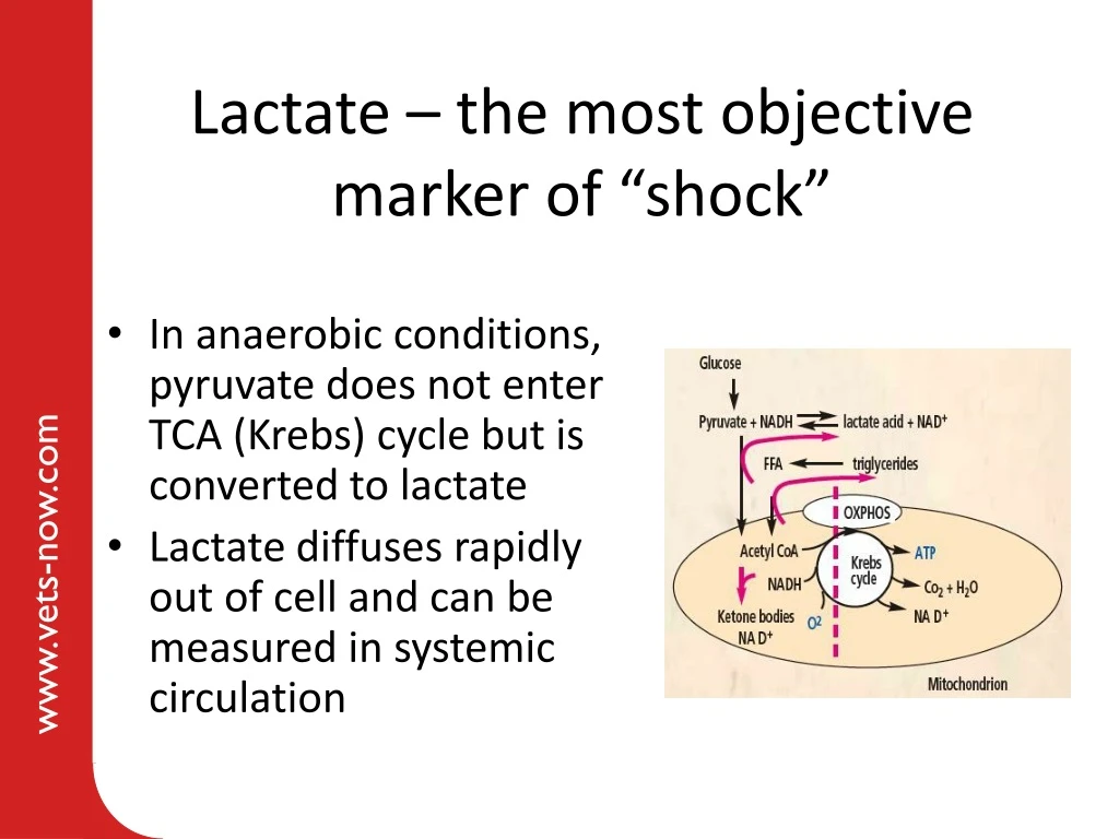 lactate the most objective marker of shock