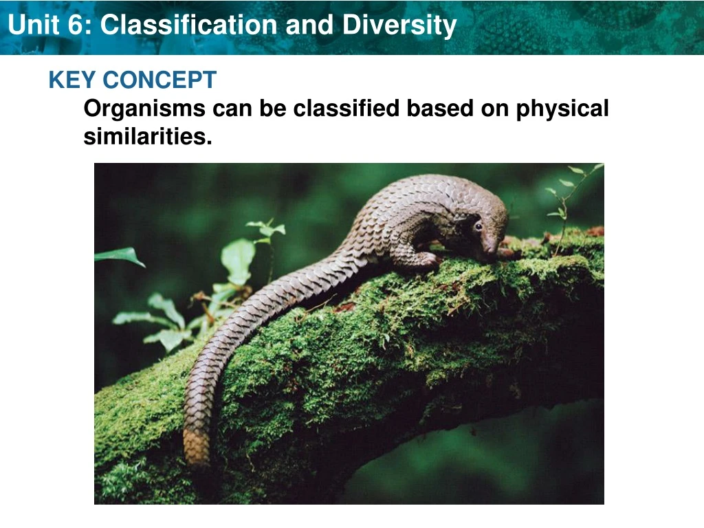 key concept organisms can be classified based