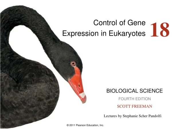 Control of Gene  Expression in Eukaryotes