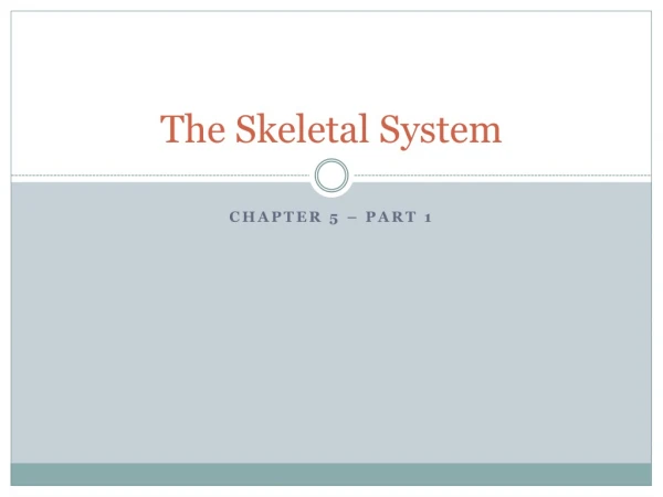 The Skeletal System