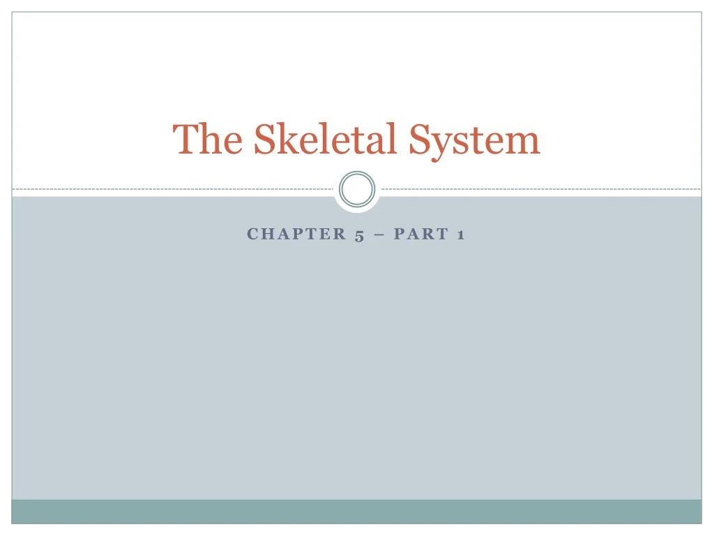 the skeletal system