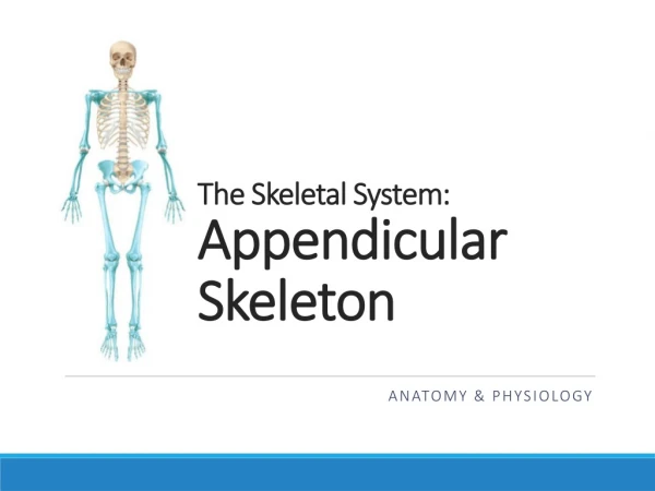 The Skeletal System:  Appendicular Skeleton